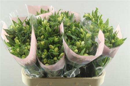Alstroemeria Wonder Sweet
