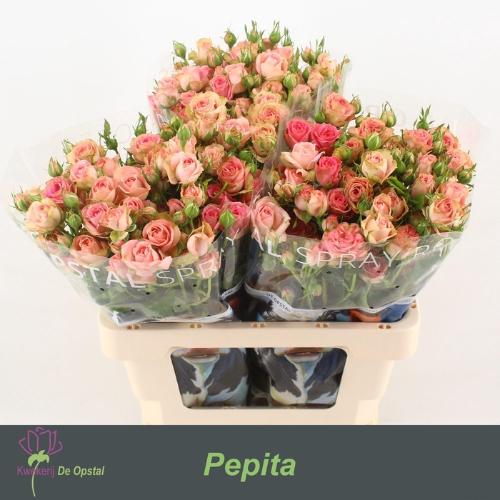 Rosa tros Pepita