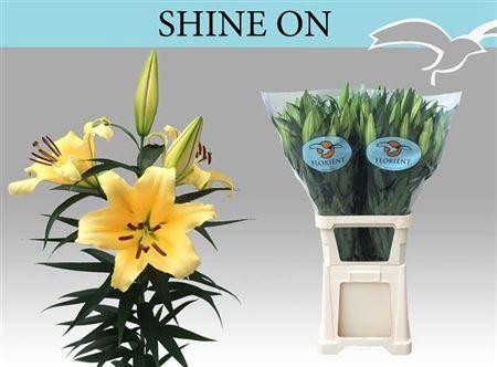 Lilium (OT-hybrids Grp) 'Shine On'
