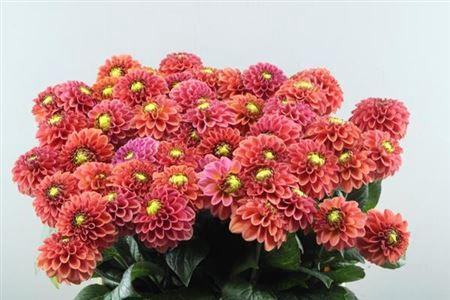 Dahlia Ball Grp 'Orange Fox'