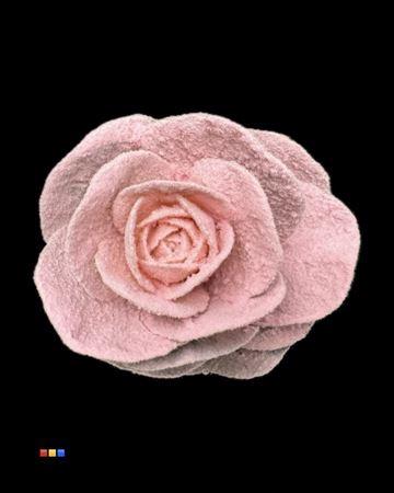 Brassica oleracea kleurbehandeld H%