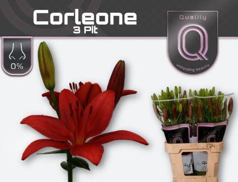 Lilium Longiflorum x Aziatische Grp 'Corleone'