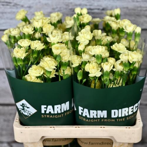 Dianthus tros overig