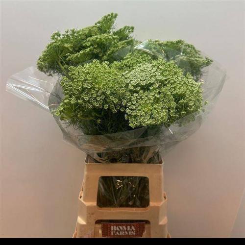 Ammi visnaga 'Casablanca'