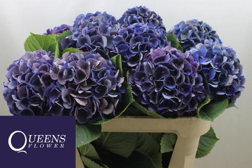 Hydrangea macrophylla Royal King (classic)