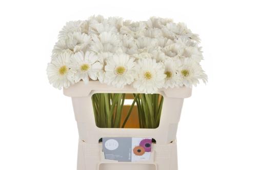 Gerbera mini 'Lobby'