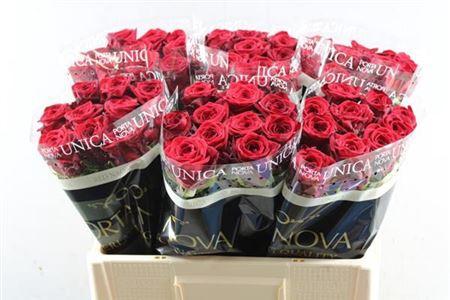 Rosa grootbloemig Red Naomi!