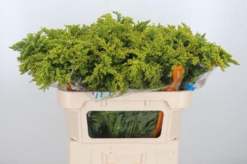 Solidago 'Golden Glory'