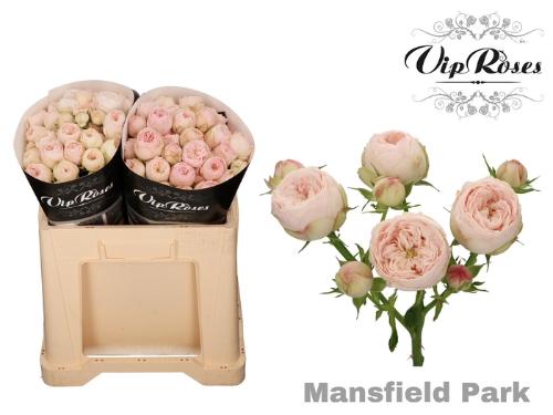Rosa tros Mansfield Park