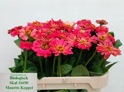 Zinnia elegans
