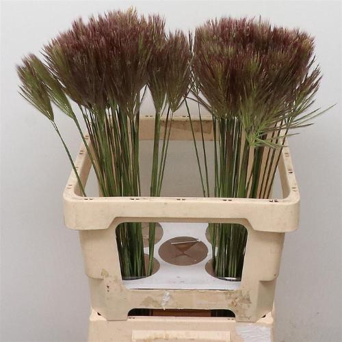 Chloris roxburghiana