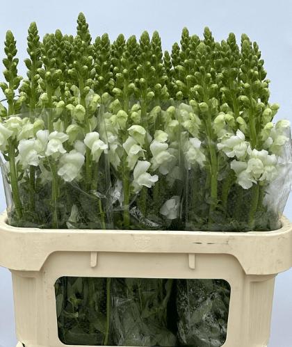 Antirrhinum majus 'Nantes White'