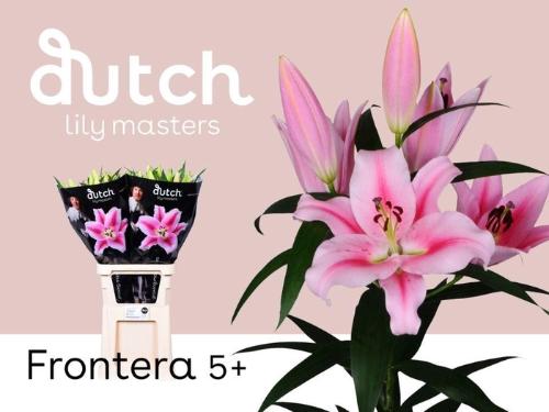 Lilium Oriental x Trumpet Grp 'Frontera'