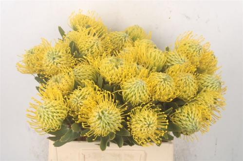 Leucospermum nutans 'Sunrise'