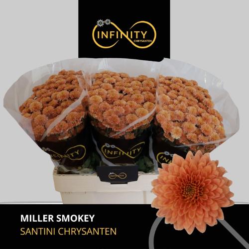 Chrysanthemum (Indicum Grp) tros santini Miller Smokey