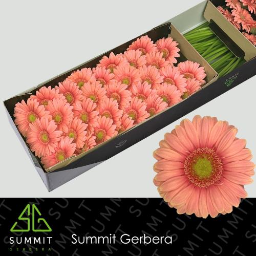 Gerbera mini Dora