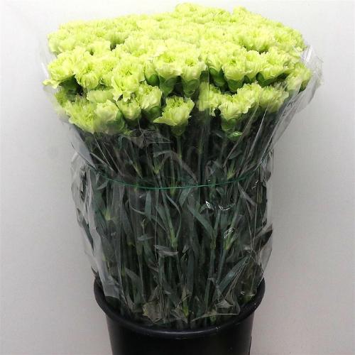 Dianthus standaard Goblin