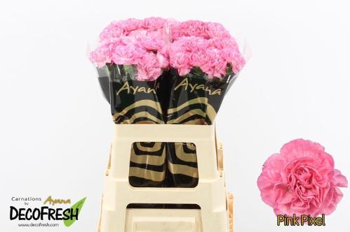 Dianthus standaard overig