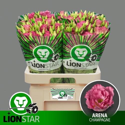 Eustoma russellianum gevuldbloemig 'Arena Champagne'