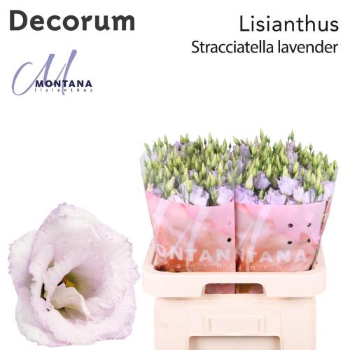 Eustoma russellianum gevuldbloemig Stracciatella Lavender