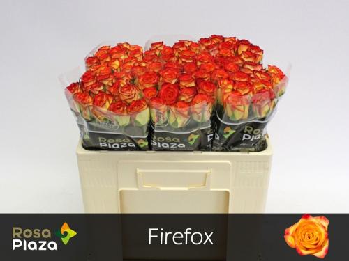 Rosa grootbloemig Firefox