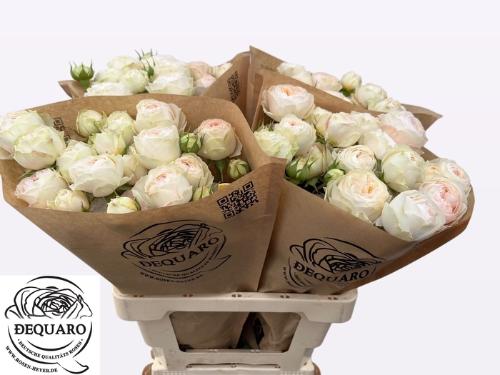 Rosa tros Grandma's Finest Romy