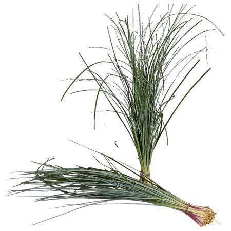 Xerophyllum tenax Beargrass per bos