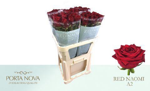 Rosa grootbloemig Red Naomi!