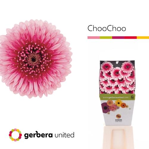 Gerbera mini bolvormig Bolero Choochoo