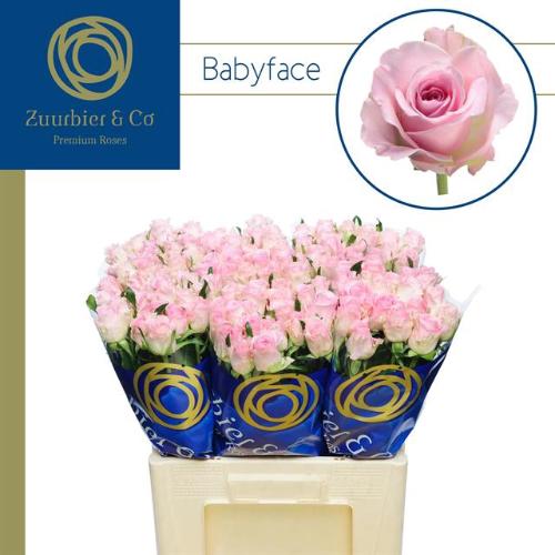 Rosa grootbloemig Babyface