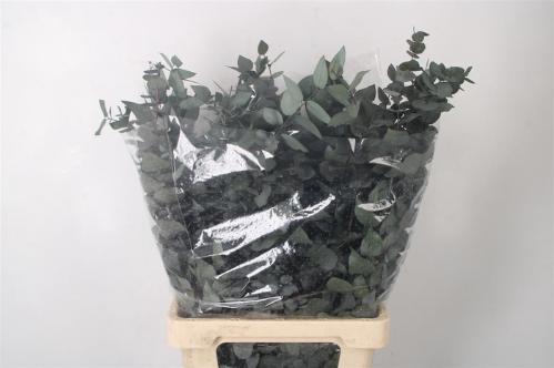 Eucalyptus polyanthemos (fruit) kleurbehandeld per bos H%