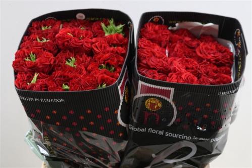 Rosa grootbloemig overig