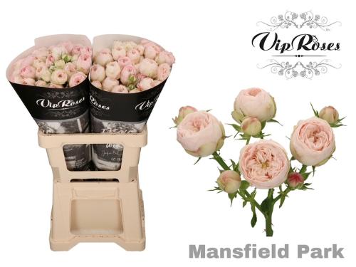 Rosa tros Mansfield Park