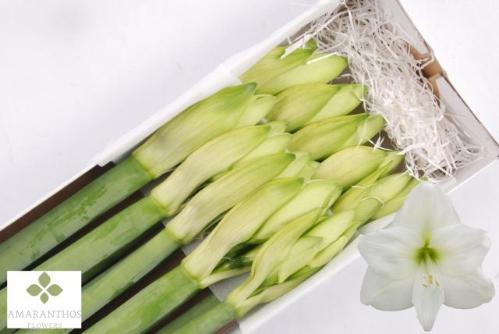 Hippeastrum Galaxy Grp 'Mont Blanc'