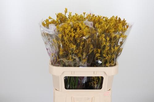 Anigozanthos flavidus 'Imani Yellow'