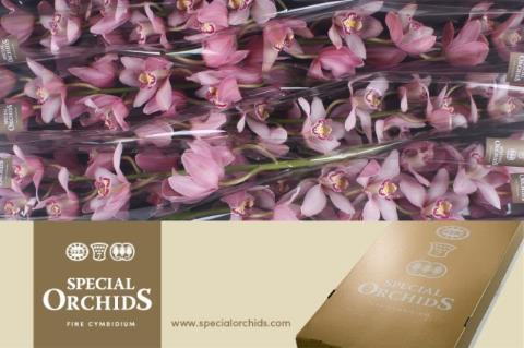 Cymbidium grootbloemig per tak 'Cocktail'