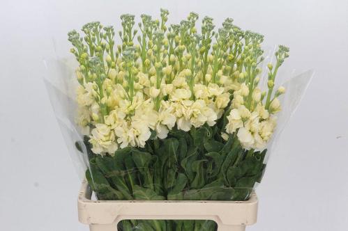 Matthiola incana 'Iron Yellow'
