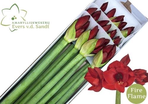 Hippeastrum (Galaxy Grp) 'Fire Flame'