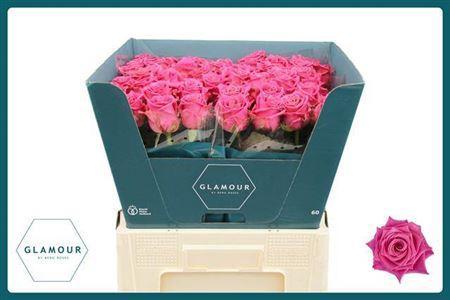 Rosa grootbloemig Tantau’s Charlotte