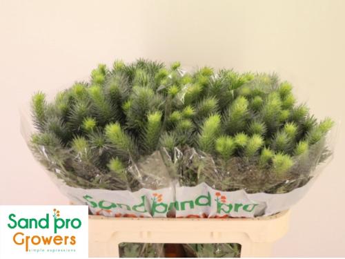 Eryngium alpinum Pacific Blue Sky