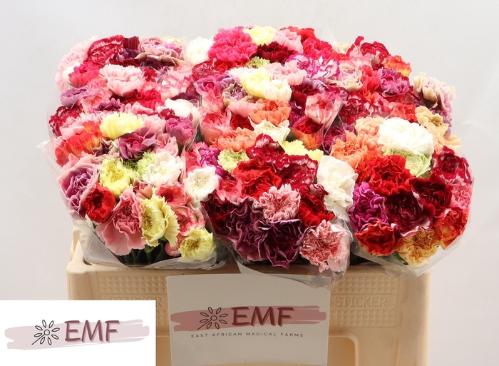 Dianthus standaard gemengd in bos