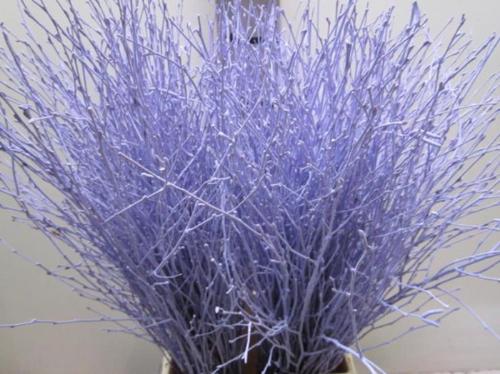 Betula kleurbehandeld H%