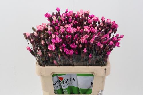 Dianthus tros kleurbehandeld H%