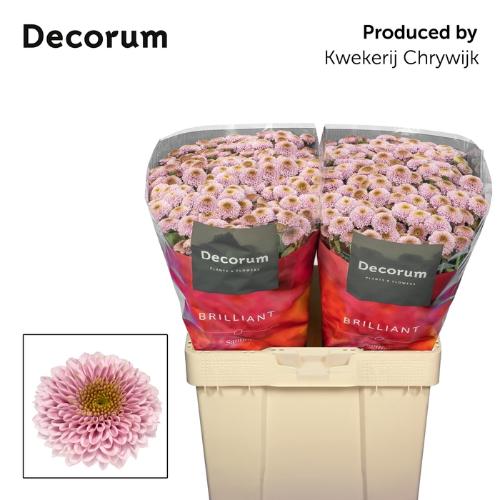 Chrysanthemum Indicum Grp tros santini Aaa Doria Pink