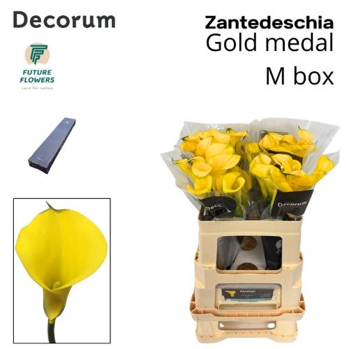 Zantedeschia 'Gold Medal'