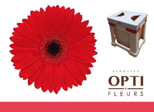 Gerbera grootbloemig 'Blinddate'