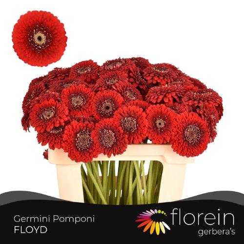 Gerbera mini bolvormig Pomponi Floyd