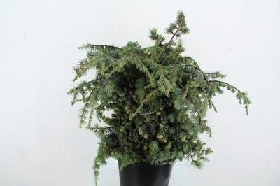 Decoratiegroen overig