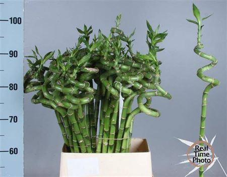 Dracaena sanderiana Lucky Bamboo