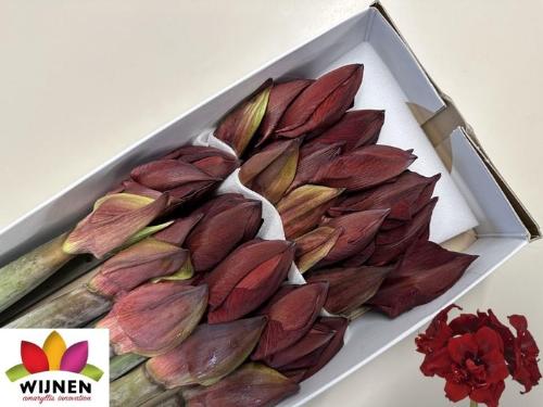 Hippeastrum (Double Galaxy Grp) 'Double Royalty'